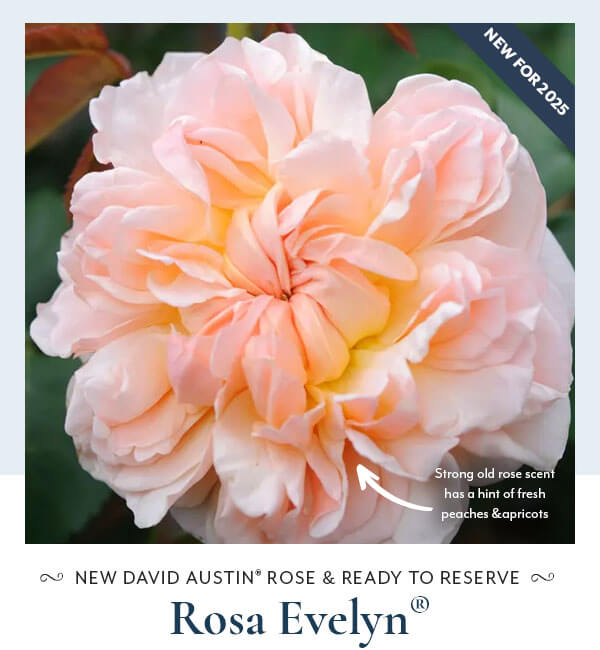 Rosa Evelyn®