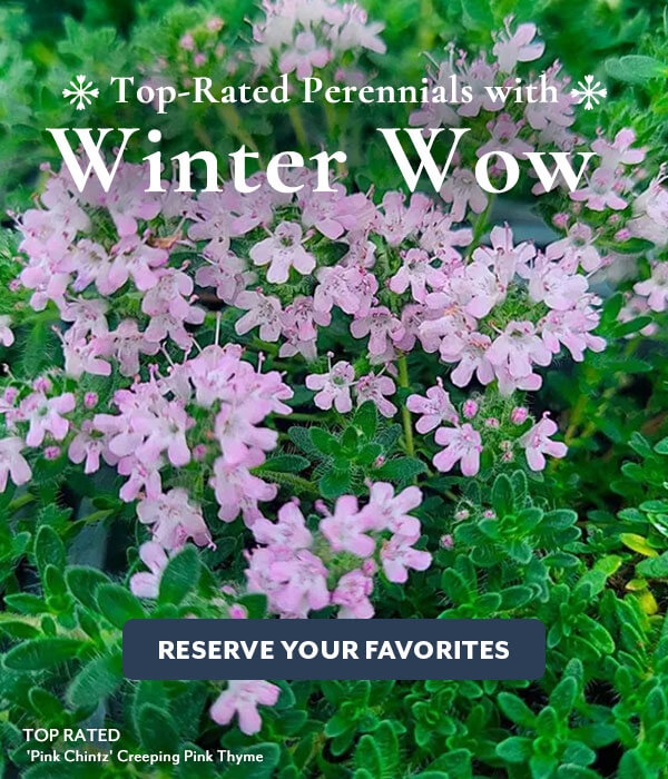 Plants with Winter Interest