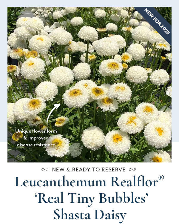 Leucanthemum Realflor® 'Real Tiny Bubbles'