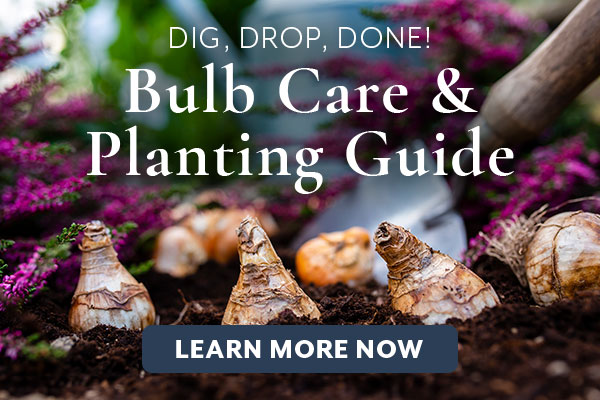 Bulb Planting Blog