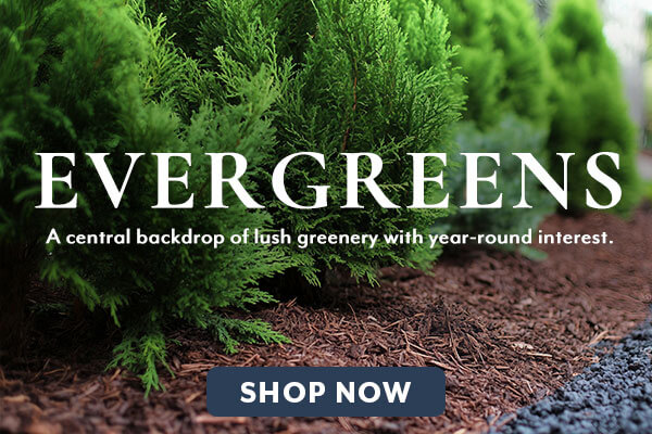 Shop Evergreens