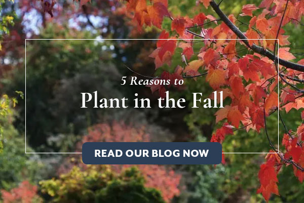 5 Reasons to Plant in the Fall