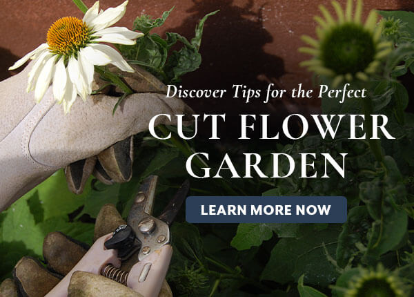 Cut Flower Garden