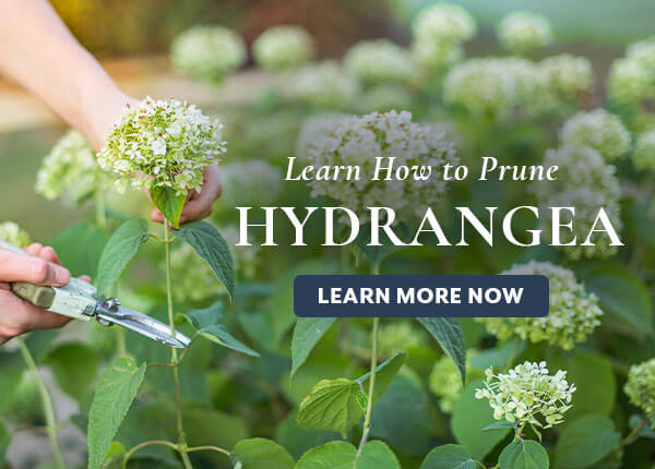 Hydrangea Pruning Blog