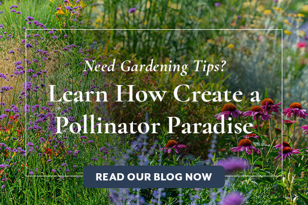 Pollinator Paradise Blog