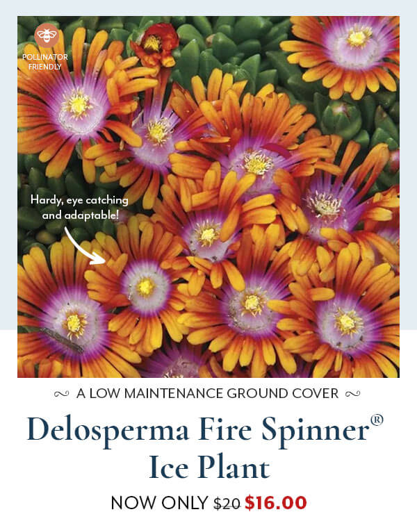 Delosperma Fire Spinner