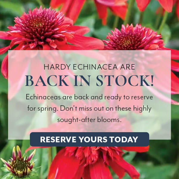 Echinacea are back in stock