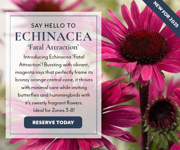 Echinacea 'Fatal Attraction'