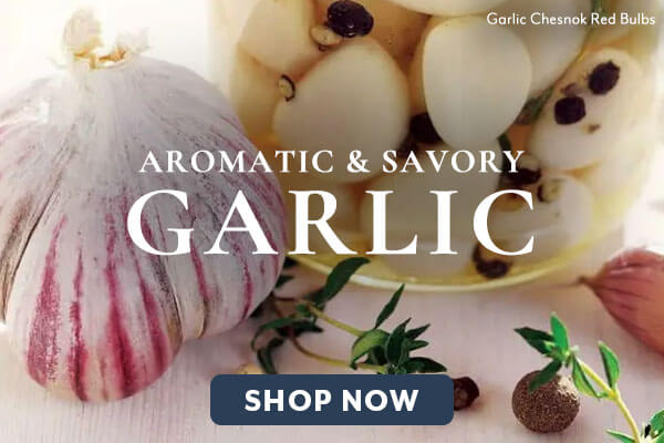 Shop Garlic