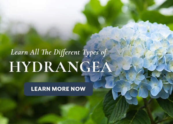 Hydrangea Types