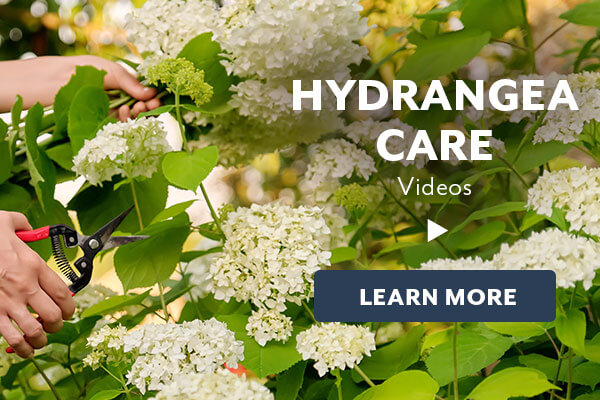 Hydrangea How-To