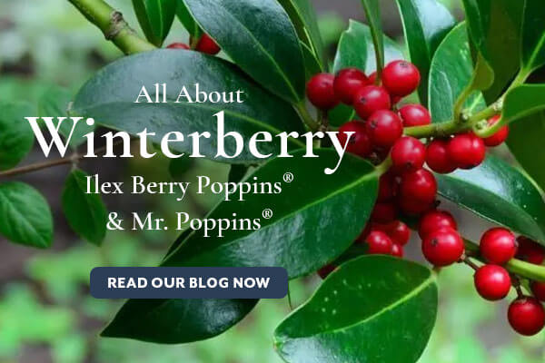 Winterberry Care blog