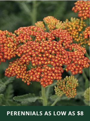 Perennials