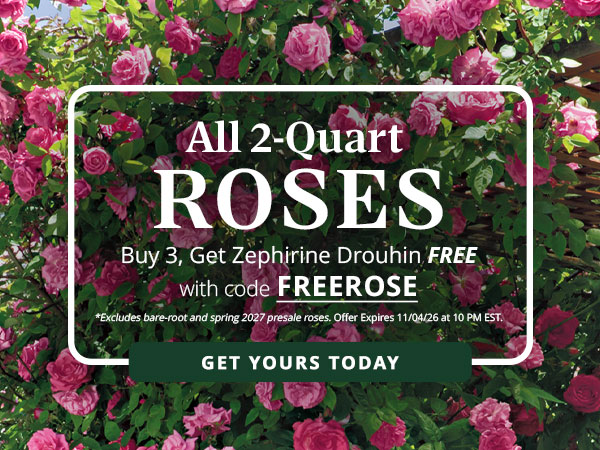 Choose 3 Roses. Your Climber Is on Us. Purchase three or more 2-quart roses and receive a FREE Zephirine Drouhin Climbing Rose to grow your garden’s possibilities. Use code FREEROSE at checkout. Your free rose will be added automatically.