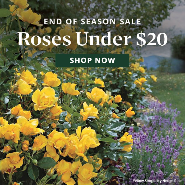 End of Season Sale: Roses under $20