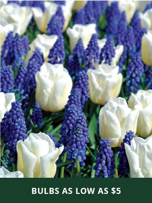 Bulbs