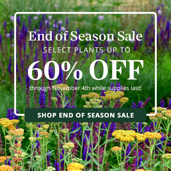 End of Season Sale Up to 50% off