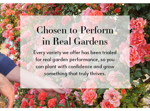Chosen to Perform in Real Gardens