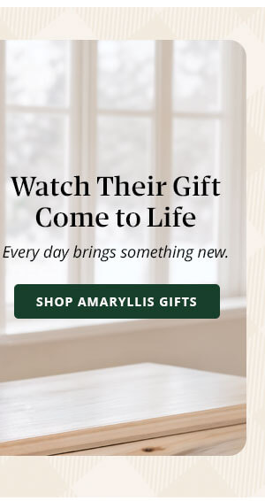 Watch Their Gift Come to Life: Shop Amaryllis Gifts