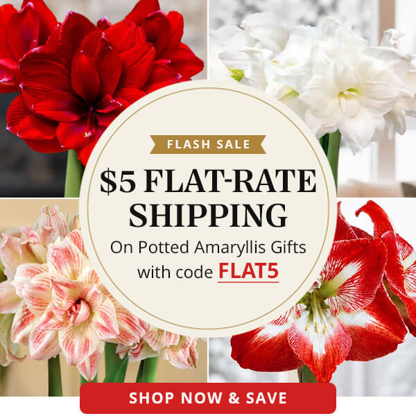 FLASH SALE! $5 Flat Rate Shipping on Potted Amaryllis Gifts with Code FLAT5