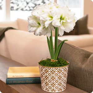 Golden Dreams Alfresco Amaryllis Gift