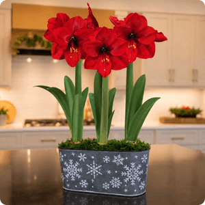 Snowfall Splendor Ferrari Amaryllis Trio Gift