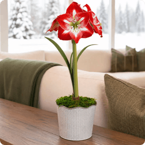 Good Tidings Minerva Amaryllis Gift