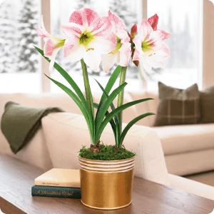 Winter Frost Apple Blossom Amaryllis Duo Gift