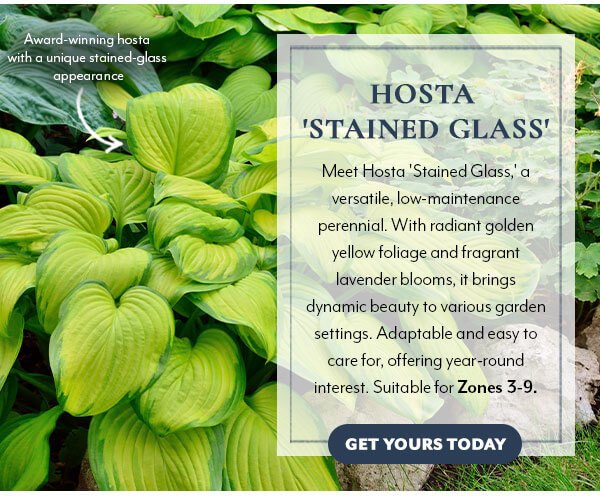 Hosta 'Stained Glass' Plantain Lily