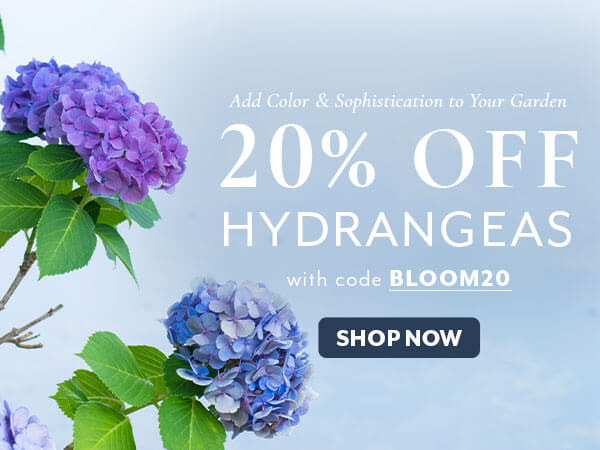 Save 20% off Hydrangea