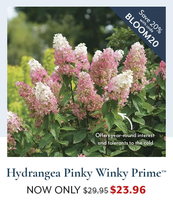 Save 20% off Hydrangea Pinky Winky Prime