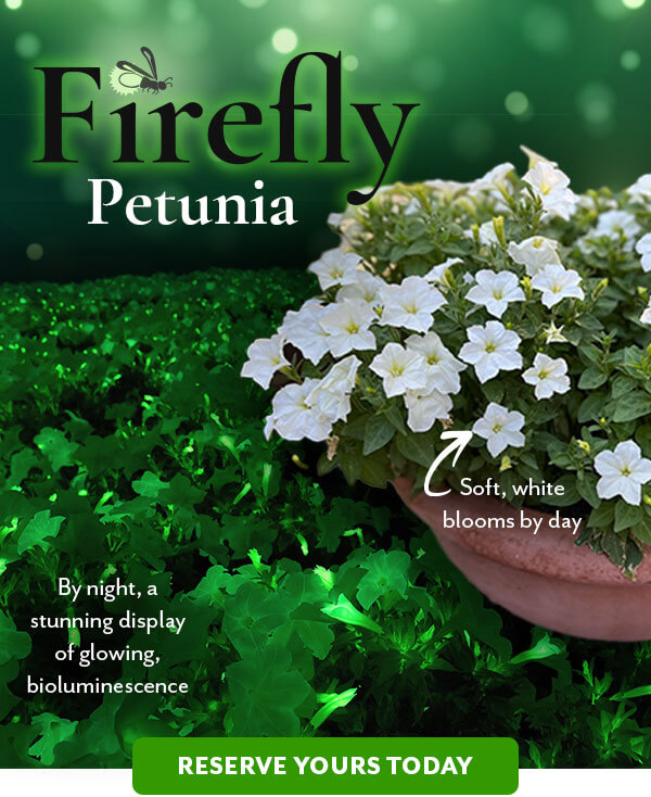 Firefly Petunia