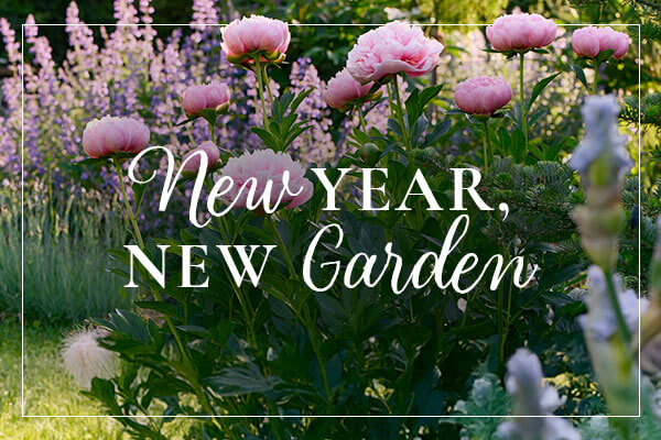 New Year, New Garden