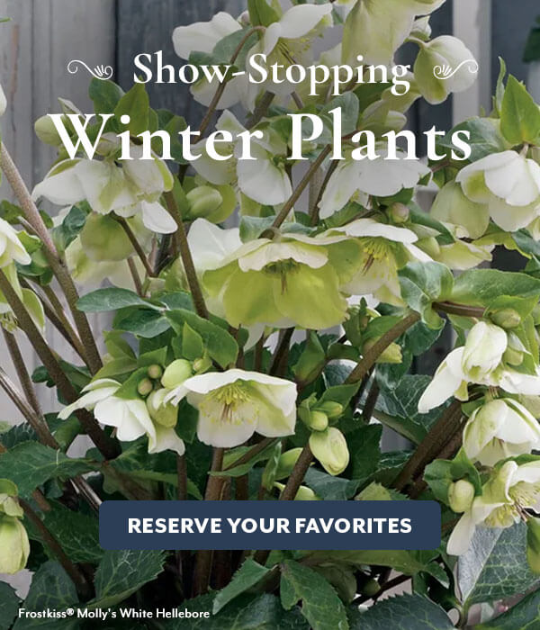 Plants with Winter Interest