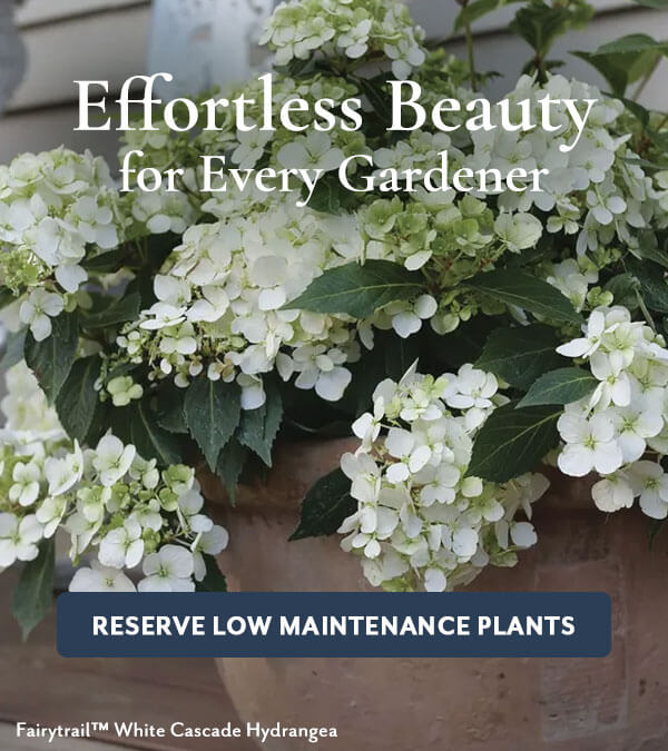 Low Maintenance Plants