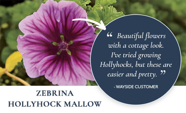 Zebrina Hollyhock Mallow