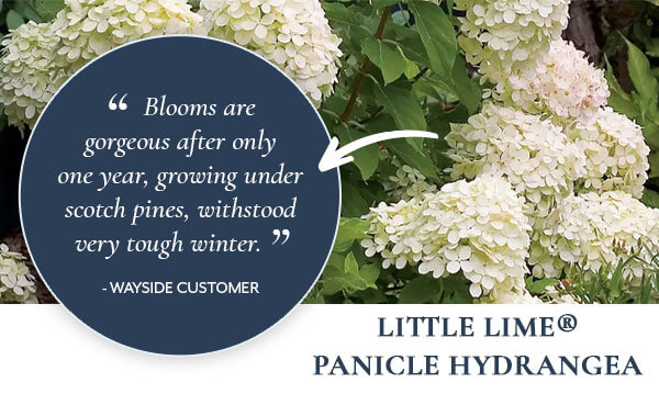 Little Lime® Panicle Hydrangea