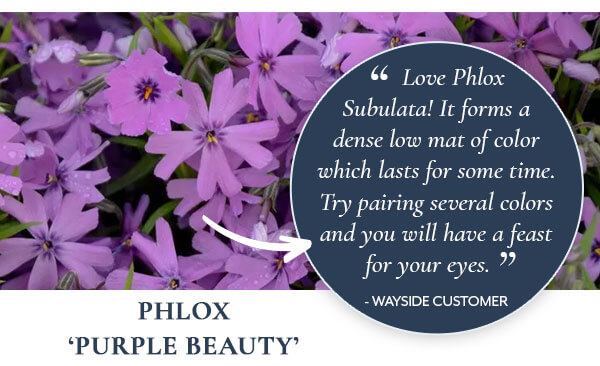 Phlox 'Purple Beauty'