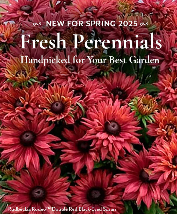 New 2024 Collection: New Perennials for Spring!