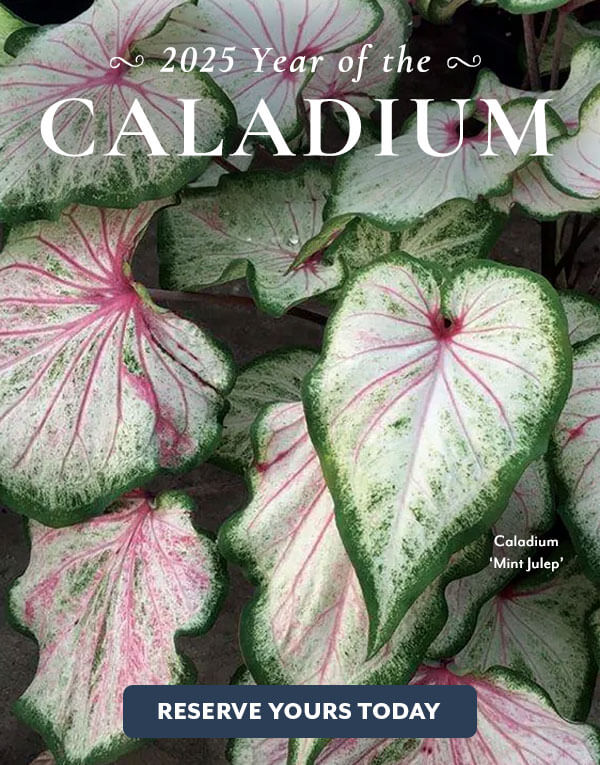 Bulb of the Year - Caladium