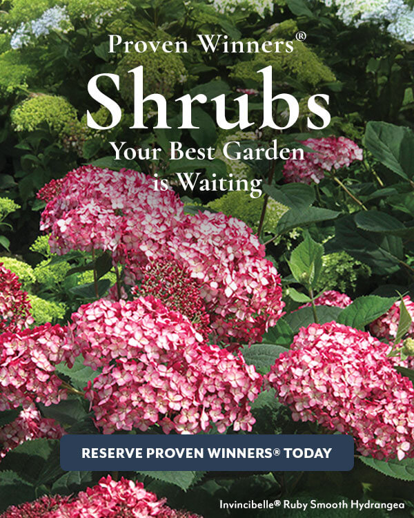 Shrubs Proven Winners®