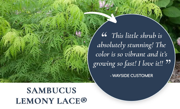 Sambucus Lemony Lace