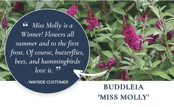 Buddleia 'Miss Molly'