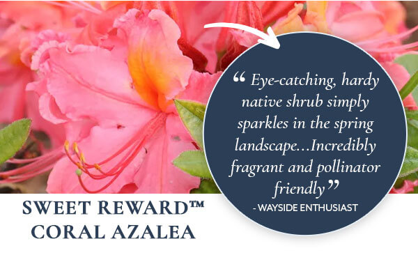 Sweet Reward Coral Azalea