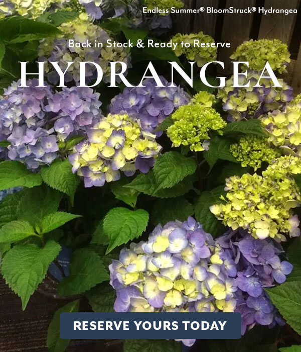 Back in Stock Hydrangea