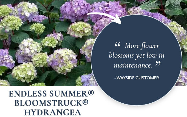 Endless Summer Bloomstruck Hydrangea