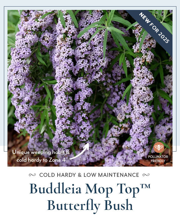 Mop Top™ Butterfly Bush