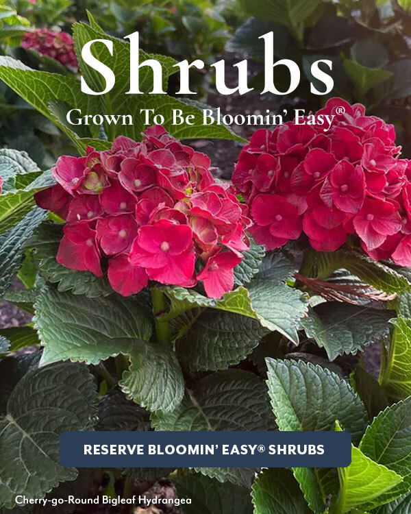 Bloomin' Easy Shrubs