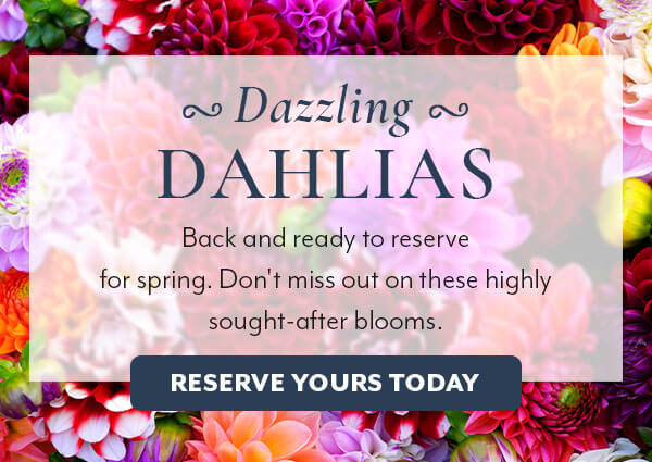 Dazzling Dahlias are Back