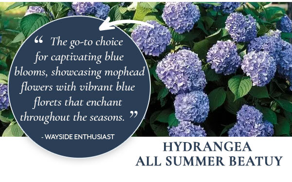 Hydrangea All Summer Beauty